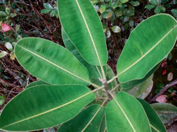 Общество: Растения с Маврикия могут стать источником новых лекарств