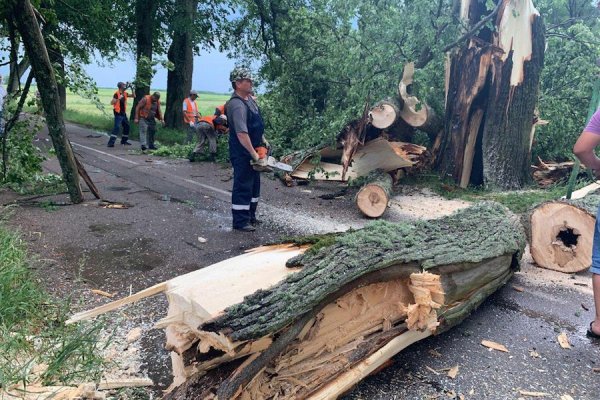 Без рубрики: Под Правдинском на трассу упали два дерева (фото)