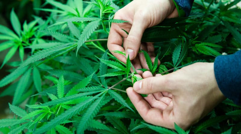 Происшествия: В Лондоне будет продаваться медицинский каннабис