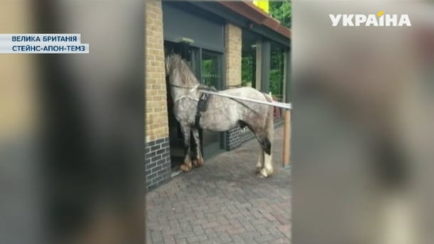 Без рубрики: Английский шутник приехал в ресторан на колеснице с конем