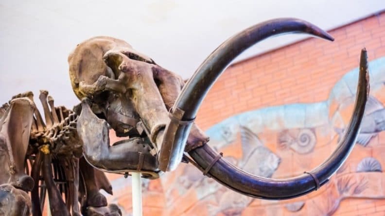 Происшествия: Британские пенсионеры нашли во дворе коттеджа огромный зуб мамонта