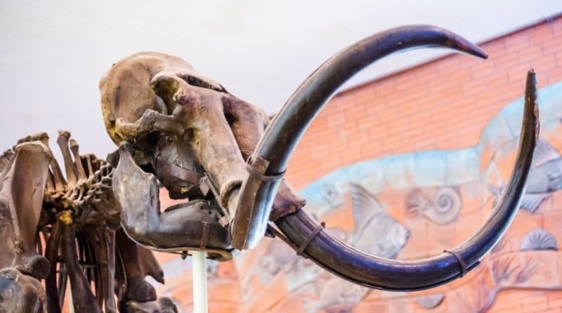 Происшествия: Британские пенсионеры нашли во дворе коттеджа огромный зуб мамонта