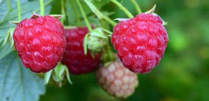 Red Raspberries Fruits Berries Sweet Nature Fruit