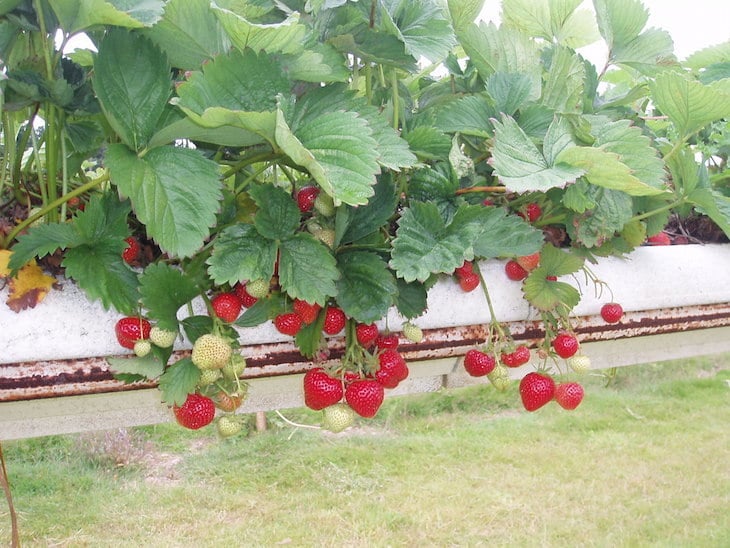 alicestrawberries.jpg