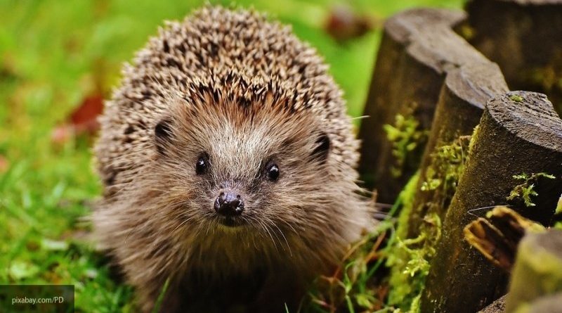 В Британии появятся новые дорожные знаки с ежиками 18062019 Происшествия: В Британии появятся новые дорожные знаки с ежиками