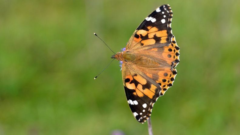 Без рубрики: Британия ждет нашествия бабочек: самые яркие виды