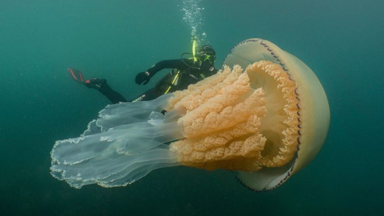 Общество: Гигантскую медузу размером с человека обнаружили в Британии: впечатляющие кадры