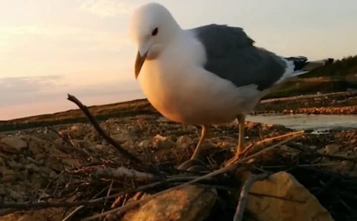 Происшествия: В Британии чайка унесла чихуахуа