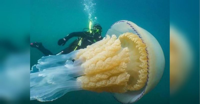 Общество: Великобритания – ученые засняли в море медузу размером с человека - «ФАКТЫ»