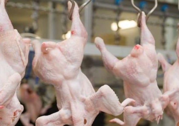 Общество: Скандал на мировом рынке курятины: Бразилия поставляла Великобритании "опасный" продукт  9 июля 2019, 20:17