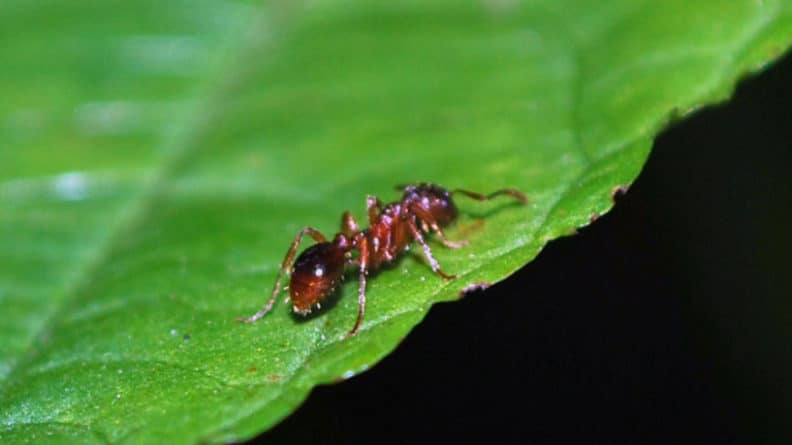 Общество: Британию захватил рой летающих муравьев