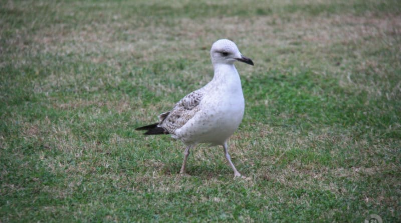 Происшествия: В Великобритании чайка унесла чихуахуа на глазах у хозяйки