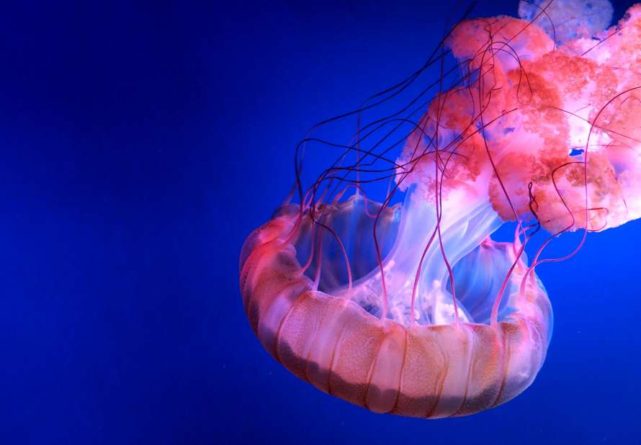 Общество: У берегов Британии обнаружили медузу размером с человека