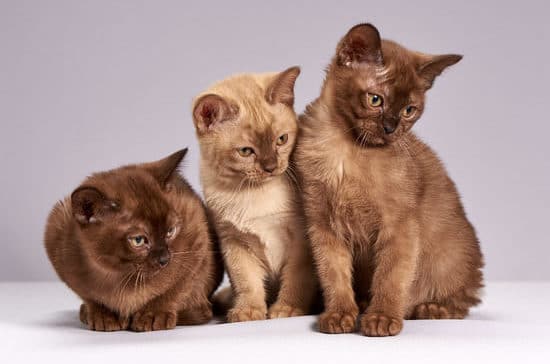 Общество: Первая в мире выставка кошек стала событием дня в Лондоне