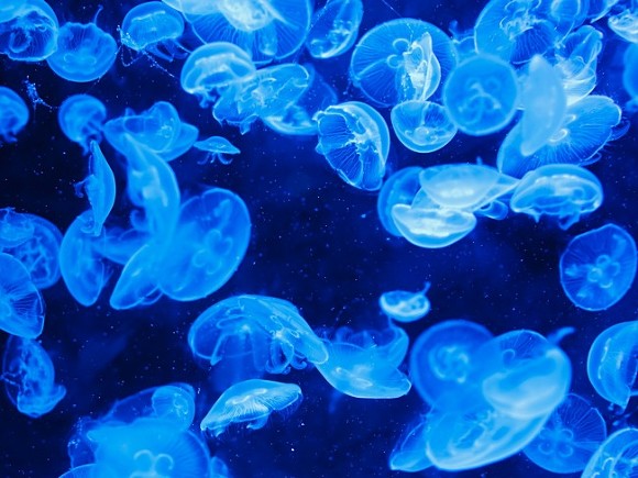 Общество: В водах Британии засняли медузу размером с человека (фото)