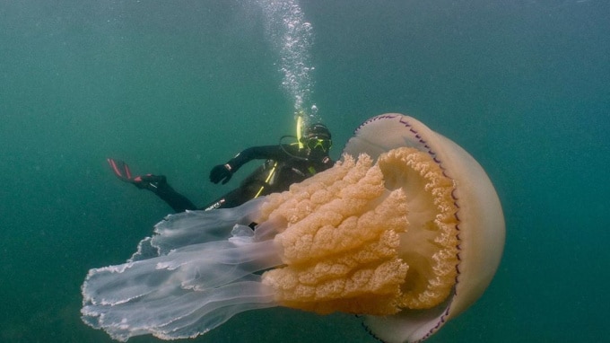Происшествия: У берегов Англии дайверы сделали снимок медузы размером с человека