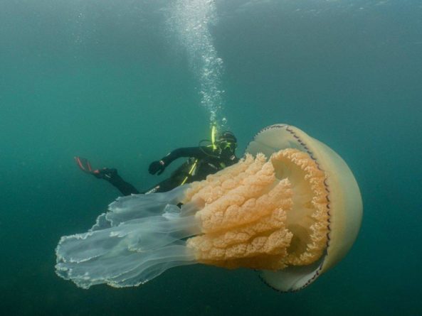 Общество: Крупнее человека: в Англии дайверы нашли аномально большую бочковую медузу