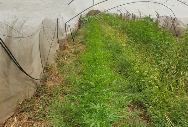 Лондонцы за легализацию марихуаны 02072019 Лондонцы за легализацию марихуаны