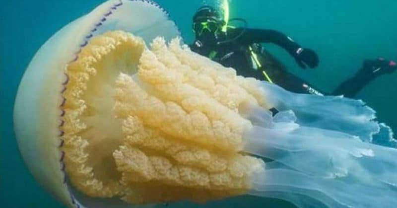 Без рубрики: В Великобритании обнаружили огромную медузу размером 1,5 метра