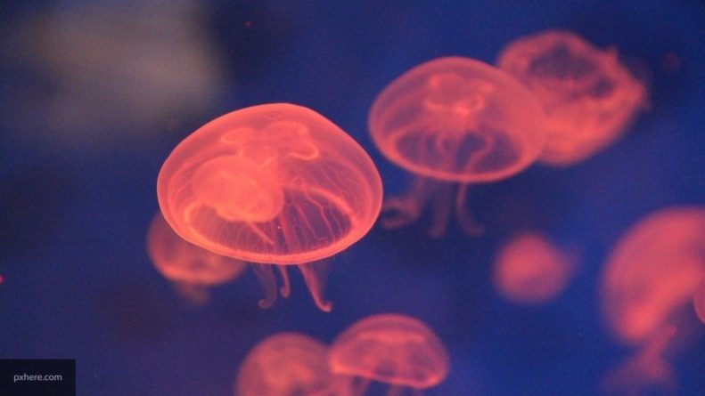 Происшествия: Дайверы из Великобритании засняли медузу размером с человека