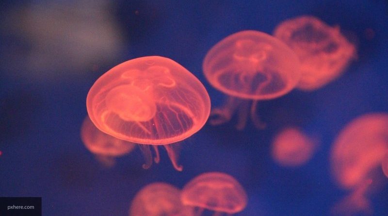 Происшествия: Дайверы из Великобритании засняли медузу размером с человека