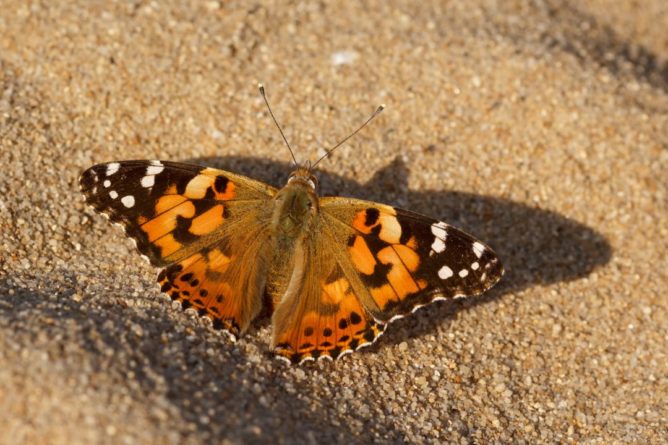 Происшествия: Десятки тысяч бабочек-репейниц прилетели в Великобританию