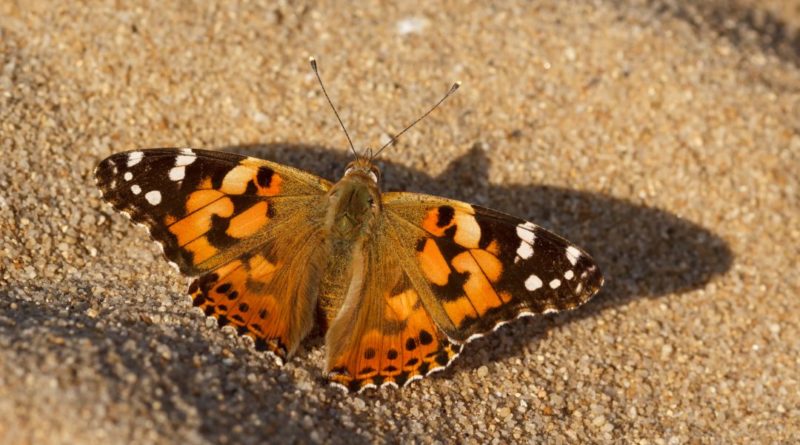 Десятки тысяч бабочек-репейниц прилетели в Великобританию 07082019 Происшествия: Десятки тысяч бабочек-репейниц прилетели в Великобританию