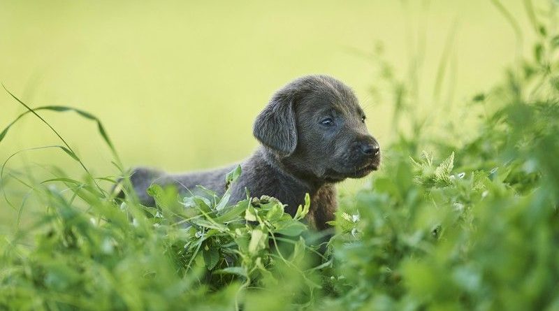 Британка купила щенка лабрадора с шестью лапами 08082019 Происшествия: Британка купила щенка лабрадора с шестью лапами