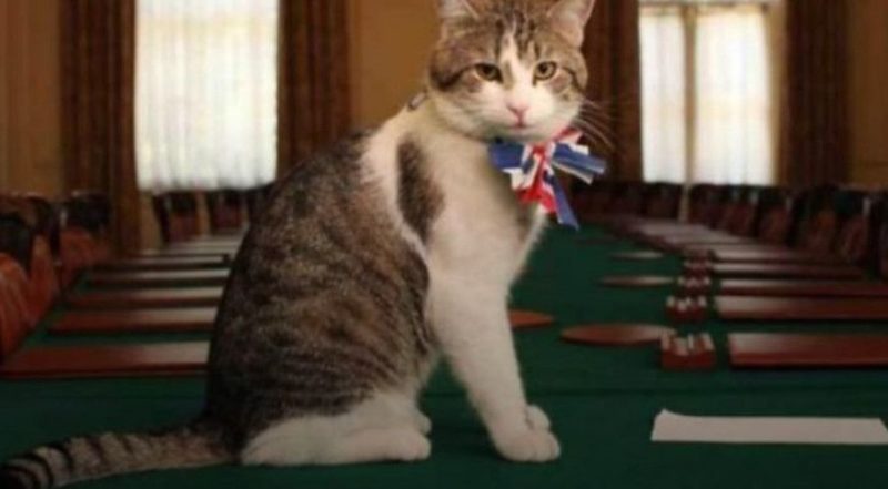Общество: Джонсон поздравил главного мышелова Британии с Днем кота