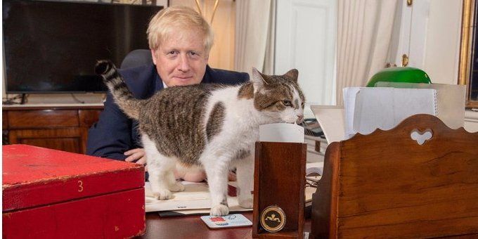 Общество: Джонсон поздравил главного мышелова Великобритании с Днем кота — фото