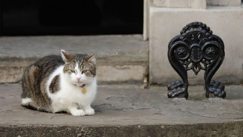 Общество: Джонсон поздравил главного мышелова Британии с Международным днем кота