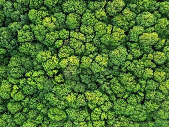 Без рубрики: Коммунальные компании пообещали высадить миллионы молодых деревьев в Англии