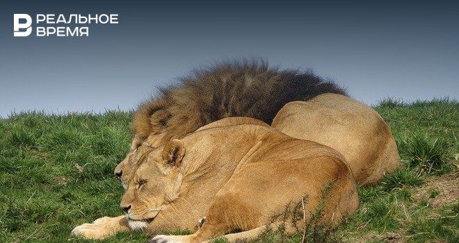 Общество: Британские ученые подсчитали количество львов в природе Африки