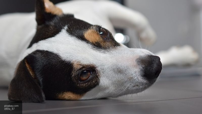 Собака помогла определить рак груди у своей хозяйки в Великобритании