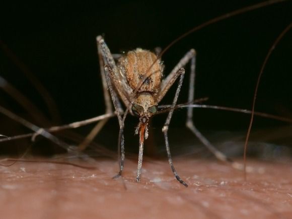 Происшествия: У жительницы Британских островов после укуса комара остановилось сердце