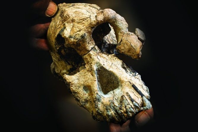 Общество: В Эфиопии нашли череп обезьяноподобного предка человека — это может изменить представление о прародителях людей