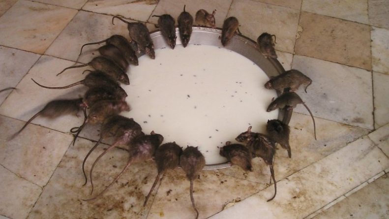 Общество: Города США переживают беспрецедентное нашествие крыс
