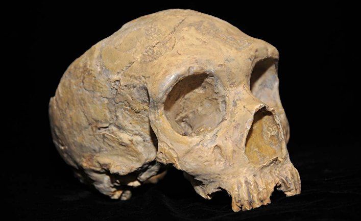 Общество: Nature (Великобритания): редкая находка черепа возрастом 3,8 млн лет меняет представления о происхождении знаменитой ископаемой Люси