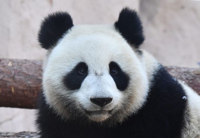 Сразу две панды родились в берлинском зоопарке