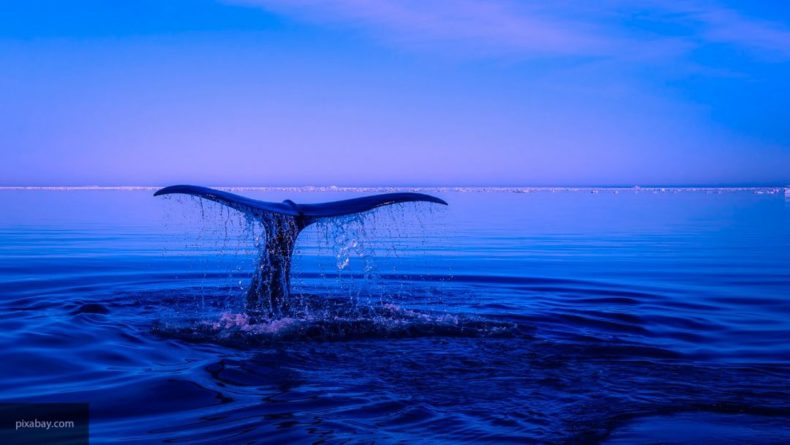 Общество: Ученые выявили, что в своих «песнях» киты сообщают о маршрутах миграции