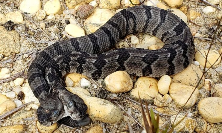Общество: В США экологи нашли двухголовую змею