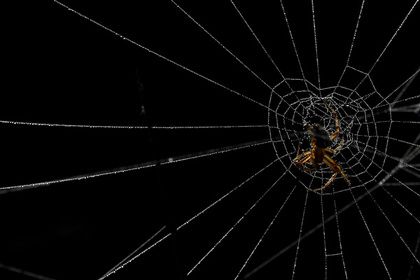Общество: Водитель испугался паука и убил человека