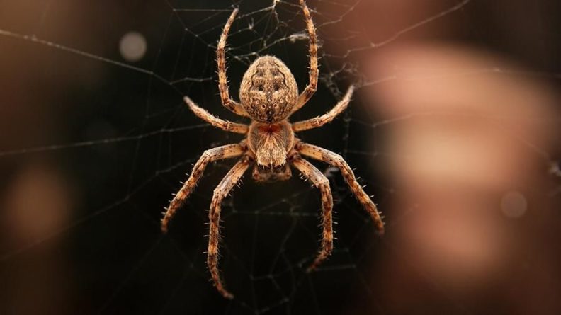 Общество: В Великобритании паук спровоцировал смертельное ДТП