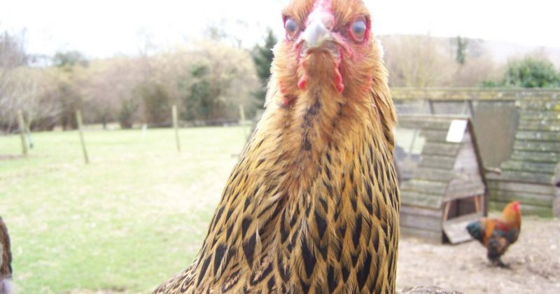 Общество: Нужен ли курицам петух, чтобы нести яйца, и принесет ли счастье двойной желток?