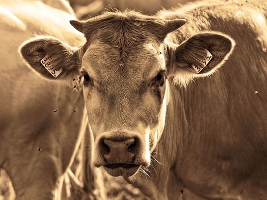 Общество: У коровы родился монстр с человеческим лицом