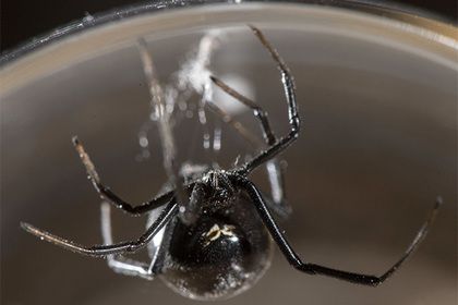 Общество: Ядовитые пауки заполонили жилой дом и изувечили спящего мужчину