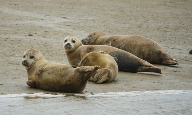 Общество: В эстуарии Темзы расплодились тюлени