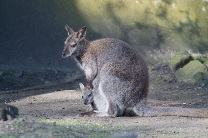 Общество: Ученые описали вид вымерших кенгуру