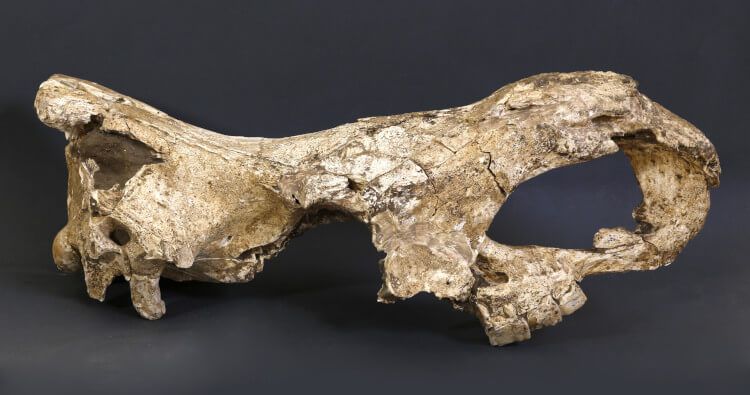 Общество: В Грузии нашли древнейшую в мире ДНК возрастом 1,77 млн лет