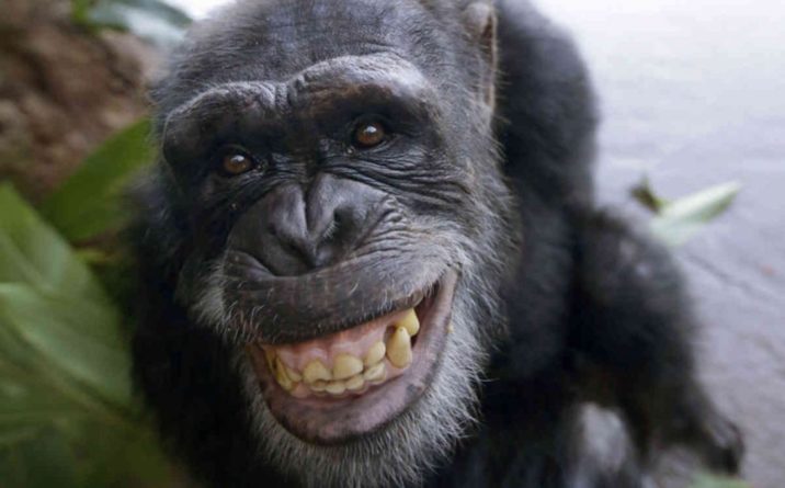 Общество: Ученые расшифровали язык приматов, озвучены основные слова: «предупреждают об опасности»